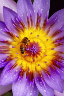 Abeille butinant une fleur.